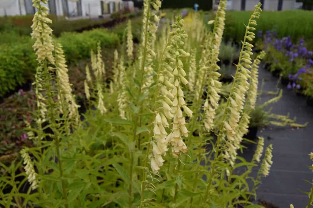 Digitalis lutea ---